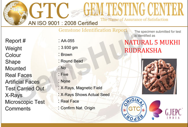 5 Mukhi Natural Certified Rudraksha Size- 20 mm Premium